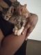 Mixed Cats for sale in Andover, MN 55304, USA. price: $125