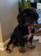 Mixed Puppies for sale in Las Vegas, NV, USA. price: $1