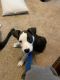 Mixed Puppies for sale in Atlanta, GA, USA. price: $600