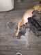 Mixed Puppies for sale in 6200 Gulfton St, Houston, TX 77081, USA. price: NA