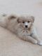 Mixed Puppies for sale in Wellesley, MA, USA. price: NA