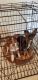Mixed Puppies for sale in Cleburne, TX, USA. price: NA