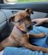 Mixed Puppies for sale in Greeley, CO, USA. price: $50