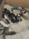 Mixed Cats for sale in West Collingswood Heights, NJ 08059, USA. price: NA