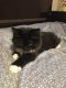 Mixed Cats for sale in Wellesley, MA, USA. price: $600