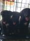 Mixed Puppies for sale in McHenry, IL, USA. price: NA