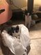 Mixed Cats for sale in Red Bluff, CA 96080, USA. price: NA