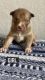 Mixed Puppies for sale in Miami-Dade County, FL, USA. price: NA