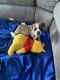 Mixed Puppies for sale in Murrieta, CA, USA. price: $600