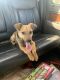 Mixed Puppies for sale in Warner Robins, GA, USA. price: NA