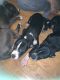 Mixed Puppies for sale in Cincinnati, OH, USA. price: NA