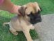 Molossus Puppies for sale in Denver, CO, USA. price: $500