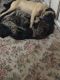 Molossus Puppies for sale in Birch Run, MI 48415, USA. price: $1,000
