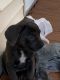 Molossus Puppies for sale in Amherst, NY, USA. price: $2,000