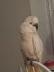Moluccan Cockatoo Birds for sale in Longview, TX, USA. price: NA