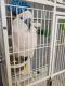 Moluccan Cockatoo Birds for sale in Pasadena, MD 21122, USA. price: $4,500