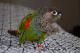 Moluccan Cockatoo Birds