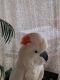 Moluccan Cockatoo Birds for sale in Dublin, CA 94568, USA. price: NA