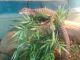Monitor Reptiles for sale in Los Angeles, CA 90005, USA. price: NA