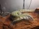 Monitor Reptiles for sale in Milwaukee, WI, USA. price: NA