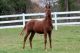 Morgan Horse Horses for sale in Springfield, MO, USA. price: NA