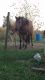 Morgan Horse Horses for sale in Ossian, IN 46777, USA. price: NA