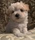 Morkie Puppies for sale in Palatka, FL 32177, USA. price: $2,000