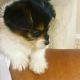 Morkie Puppies for sale in Jacksonville, FL, USA. price: $1,200