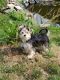 Morkie Puppies for sale in Grundy Center, IA 50638, USA. price: $800