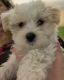 Morkie Puppies for sale in Palatka, FL 32177, USA. price: $1,500