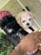 Morkie Puppies for sale in Lancaster, TX, USA. price: $1,200