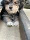 Morkie Puppies for sale in Kirksville, MO 63501, USA. price: $1,500