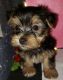 Morkie Puppies for sale in Coldwater, OH 45828, USA. price: $750