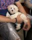 Morkie Puppies for sale in Davenport, FL 33897, USA. price: NA