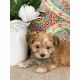 Morkie Puppies for sale in Cherryvale, KS 67335, USA. price: NA