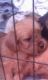 Morkie Puppies for sale in Red Bank, TN 37415, USA. price: NA