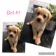 Morkie Puppies for sale in Corinth, TX, USA. price: $600