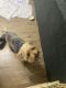 Morkie Puppies for sale in Chicago, IL, USA. price: $1,000