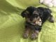Morkie Puppies for sale in Clermont, FL, USA. price: $1,600