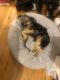 Morkie Puppies for sale in Jamaica, Queens, NY, USA. price: $400