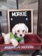 Morkie Puppies for sale in Guin, AL 35563, USA. price: NA