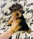 Morkie Puppies for sale in Lowell, MA, USA. price: $2,000