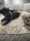 Morkie Puppies for sale in Stone Mountain, GA, USA. price: NA