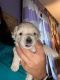 Morkie Puppies for sale in Stratford, CT, USA. price: $1,900