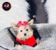 Morkie Puppies for sale in Chicago, IL, USA. price: $1,500