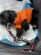Morkie Puppies for sale in Orlando, FL, USA. price: $1,000