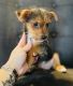 Morkie Puppies for sale in Lowell, MA, USA. price: $1,300