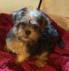 Morkie Puppies for sale in Haddam, CT, USA. price: $1,800