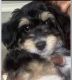 Morkie Puppies for sale in 60143 S St Joseph St, South Bend, IN 46614, USA. price: NA