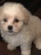Morkie Puppies for sale in Alberta, VA, USA. price: $800